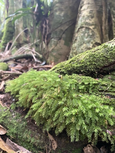 Pyrrhobryum spiniforme