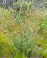 Thamnochortus glaber