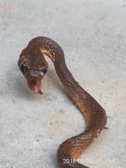 Dipsadoboa brevirostris