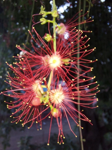 Image of Barringtonia acutangula by (c) Ramesh Shenai Jr., some rights reserved (CC BY)