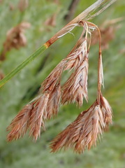 Thamnochortus glaber