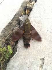 Macroglossum corythus