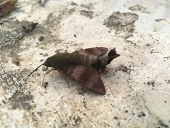 Macroglossum corythus