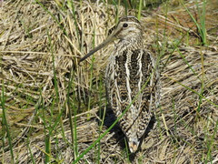 Gallinago magellanica