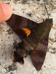 Macroglossum corythus