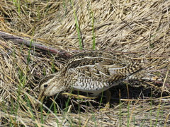 Gallinago magellanica