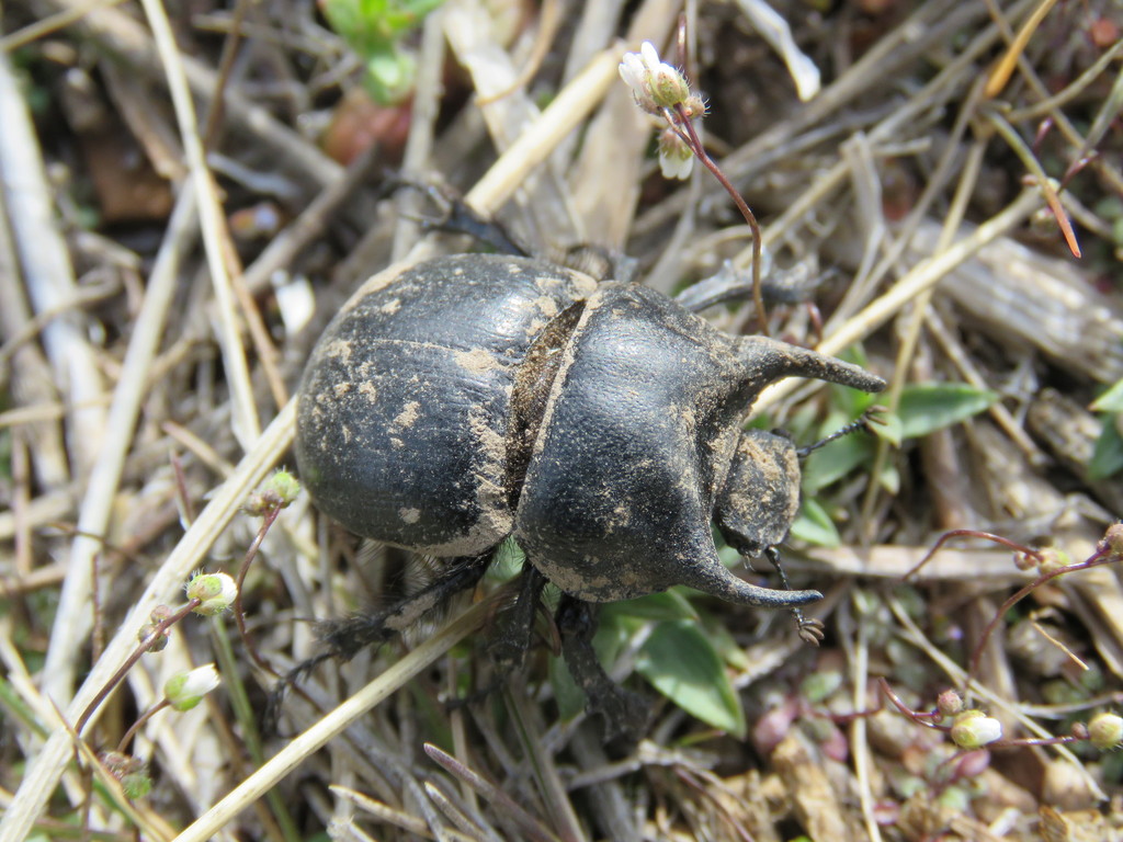 Taurocerastinae