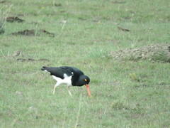 Haematopus leucopodus