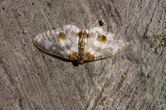 Abraxas amicula-illuminata