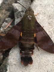 Macroglossum corythus