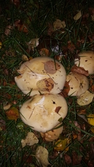 Agaricales