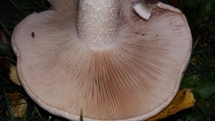 Agaricales