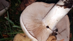 Agaricales