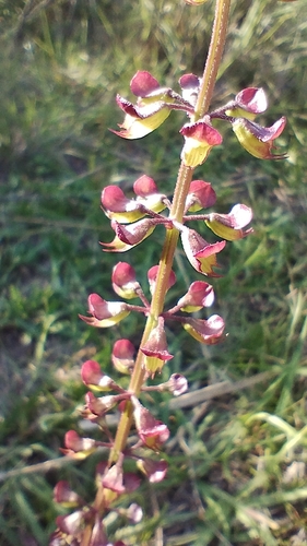 Image of Ocimum carnosum by no rights reserved