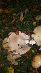 Agaricales