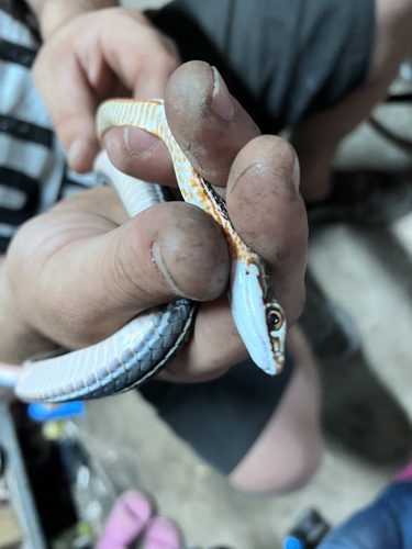 Schott's Whipsnake, Masticophis schotti