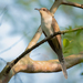 Black-billed Cuckoo - Photo (c) El Chivizcoyo, some rights reserved (CC BY-NC), uploaded by El Chivizcoyo