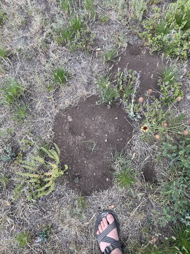 Southwestern Texas Pocket Gopher