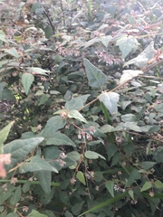 Lasiopetalum floribundum