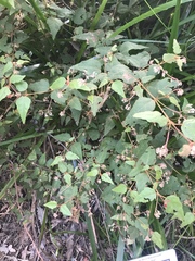 Lasiopetalum floribundum