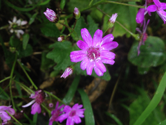 Pericallis × hybrida