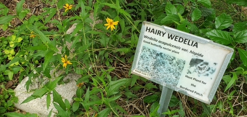 Wedelia acapulcensis var. acapulcensis