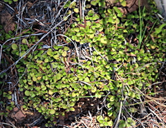 Leptostigma setulosum