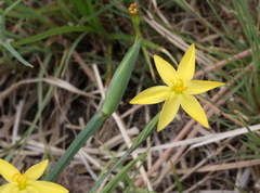 Sisyrinchium longipes