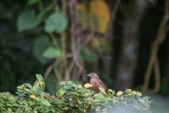 Ramphocelus bresilius