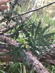 Acacia pentadenia