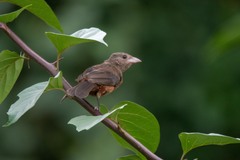 Ramphocelus bresilius