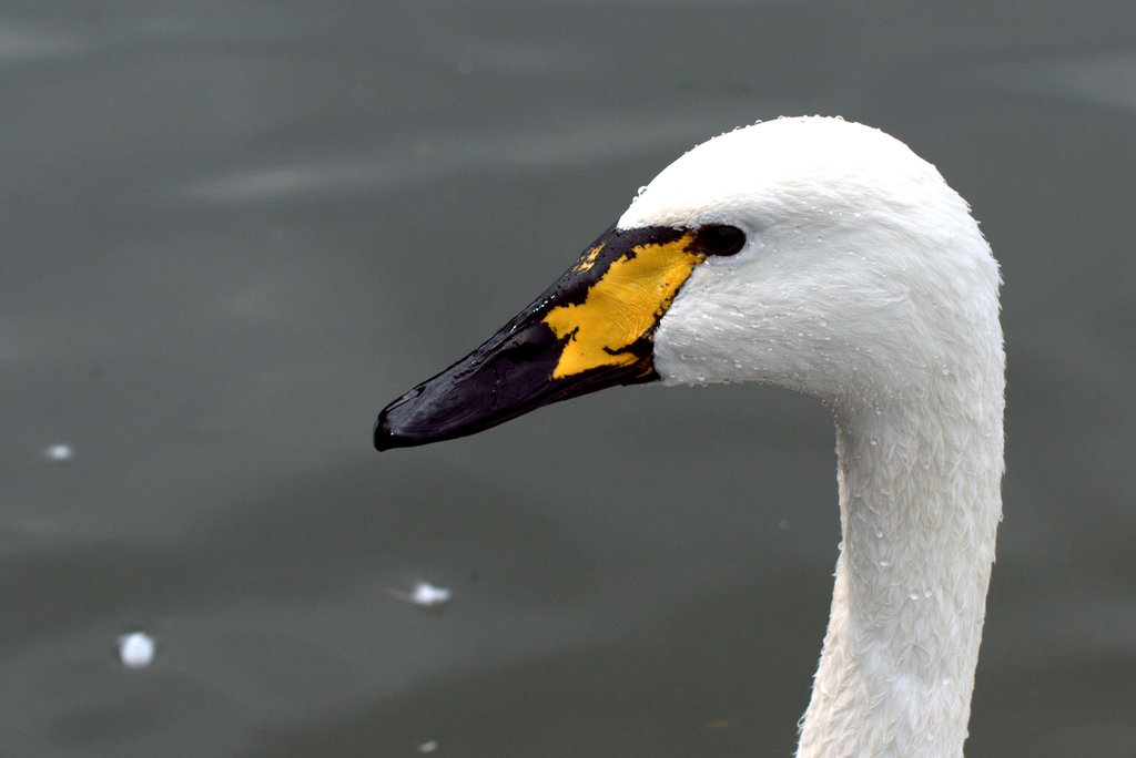 Trumpeter × Whooper Swan