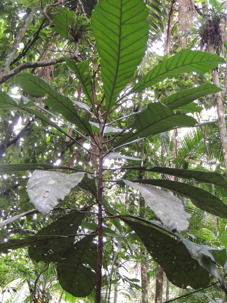 Ostodeinae