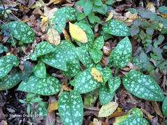 Pulmonaria officinalis