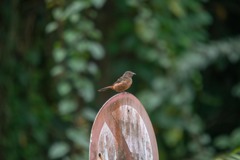 Ramphocelus bresilius