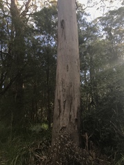 Eucalyptus diversicolor