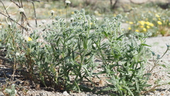 Cryptantha barbigera barbigera