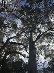 Eucalyptus diversicolor