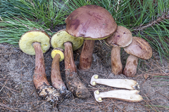 Aureoboletus projectellus