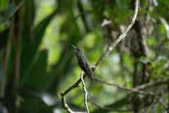 Eupetomena cirrochloris