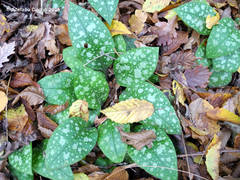 Pulmonaria officinalis