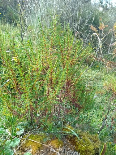 Hypericum laricifolium