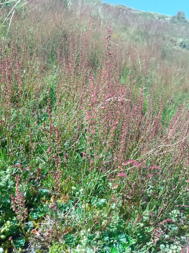 Sheep's sorrel