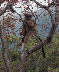 Ugandan Red Colobus photo 3