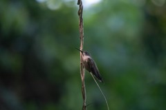 Eupetomena cirrochloris