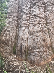 Eucalyptus jacksonii
