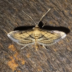 Marasmia cochrusalis