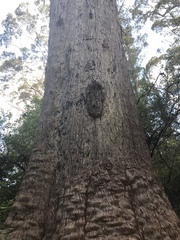 Eucalyptus jacksonii