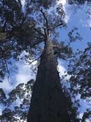 Eucalyptus jacksonii