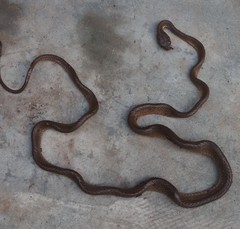 Dipsadoboa brevirostris